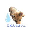 こげまる（個別スタンプ：14）
