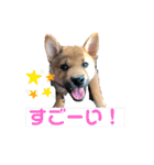 こげまる（個別スタンプ：15）