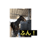 馬大好き癒しスタンプ（個別スタンプ：4）
