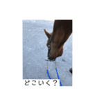 馬大好き癒しスタンプ（個別スタンプ：5）