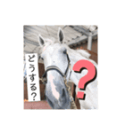 馬大好き癒しスタンプ（個別スタンプ：7）