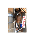 馬大好き癒しスタンプ（個別スタンプ：8）