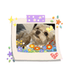 アズキスタンプ2（個別スタンプ：1）