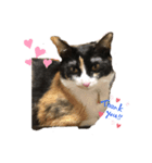 三毛猫ミナちゃん③（個別スタンプ：1）