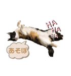 三毛猫ミナちゃん③（個別スタンプ：2）