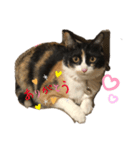三毛猫ミナちゃん③（個別スタンプ：5）