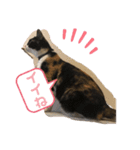 三毛猫ミナちゃん③（個別スタンプ：6）