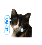 三毛猫ミナちゃん③（個別スタンプ：8）