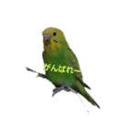 セキセイインコのみるんのスタンプ（個別スタンプ：2）