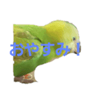 セキセイインコのみるんのスタンプ（個別スタンプ：3）