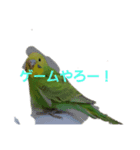 セキセイインコのみるんのスタンプ（個別スタンプ：4）