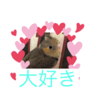 インコふぁみりー（個別スタンプ：1）