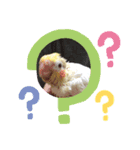 インコふぁみりー（個別スタンプ：2）