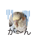 インコふぁみりー（個別スタンプ：4）