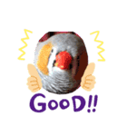 インコふぁみりー（個別スタンプ：5）