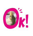 インコふぁみりー（個別スタンプ：6）