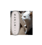 かわいい猫の感情2（個別スタンプ：1）