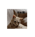 かわいい猫の感情2（個別スタンプ：2）