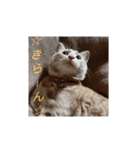 かわいい猫の感情2（個別スタンプ：3）