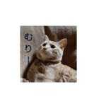 かわいい猫の感情2（個別スタンプ：4）