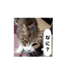 かわいい猫の感情2（個別スタンプ：5）