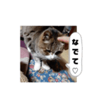 かわいい猫の感情2（個別スタンプ：6）