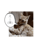 かわいい猫の感情2（個別スタンプ：7）