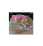 かわいい猫の感情2（個別スタンプ：8）