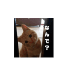 かわいい猫の感情2（個別スタンプ：9）