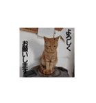 かわいい猫の感情2（個別スタンプ：10）
