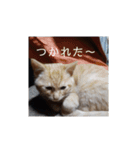かわいい猫の感情2（個別スタンプ：11）