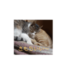かわいい猫の感情2（個別スタンプ：13）