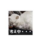 かわいい猫の感情2（個別スタンプ：14）