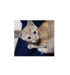 かわいい猫の感情2（個別スタンプ：15）