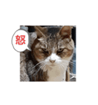 かわいい猫の感情2（個別スタンプ：16）
