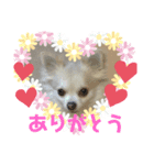 ゆるかわももちゃん2（個別スタンプ：1）