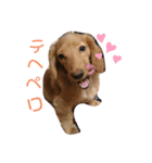 I LOVE ミニチュアダックス（個別スタンプ：1）
