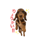 I LOVE ミニチュアダックス（個別スタンプ：9）
