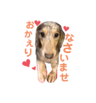 I LOVE ミニチュアダックス（個別スタンプ：16）