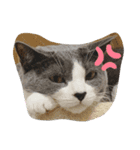 ラブラブにゃんこ（個別スタンプ：6）