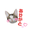 ぴーすけ！と一緒（個別スタンプ：8）