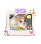 ニャーオ（個別スタンプ：6）