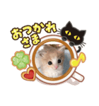 ニャーオ（個別スタンプ：8）