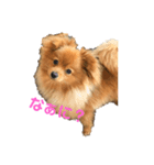 ぽんdeここあ2（個別スタンプ：3）