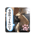 フレバビスタンプU´•ﻌ•`U（個別スタンプ：13）