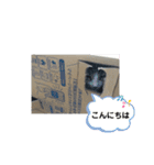りんご屋さんのアイドル2（個別スタンプ：1）