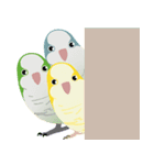 ｛マギー｝幸せなモンクパラキート（個別スタンプ：17）
