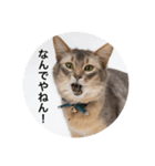 【関西弁】ソマリのダノさん（個別スタンプ：3）