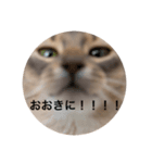 【関西弁】ソマリのダノさん（個別スタンプ：5）