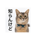 【関西弁】ソマリのダノさん（個別スタンプ：8）